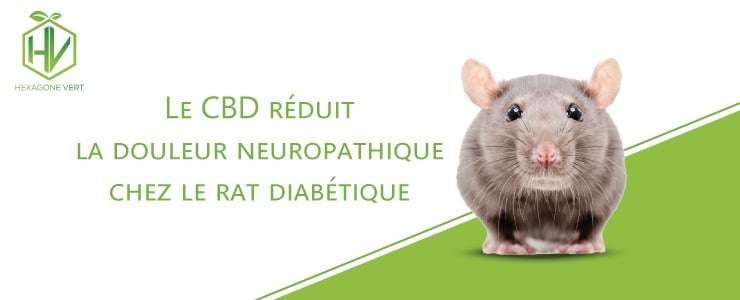 Le cbd réduit la douleur neuropathique chez le rat diabétique