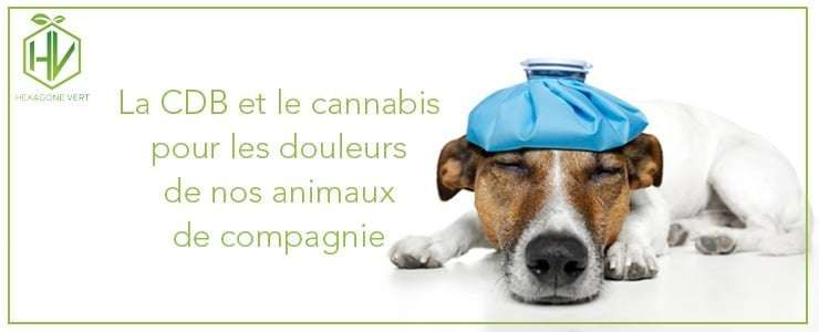 Le cbd et le cannabis pour les douleurs de nos animaux de compagnie