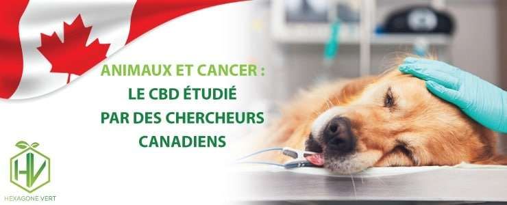 cbd cancer animaux