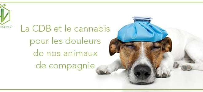 Le cbd et le cannabis pour les douleurs de nos animaux de compagnie