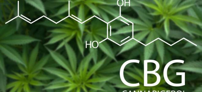 Le CBG : ses propriétés anti-inflammatoires et neuroprotectrices étudiées