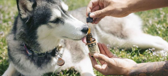 cbd chien arthrite