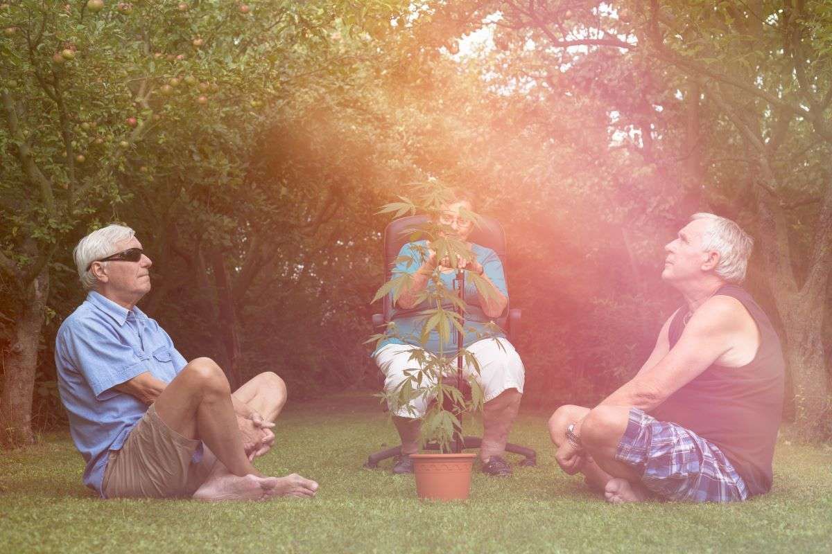 cannabis qualité vie