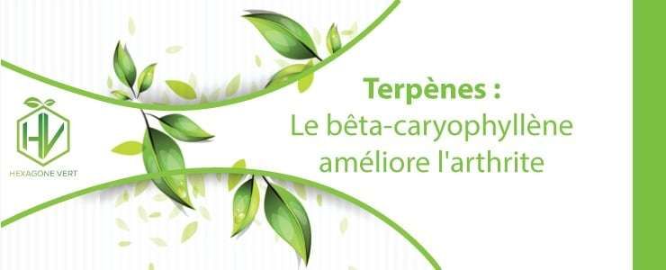 Terpènes arthrite