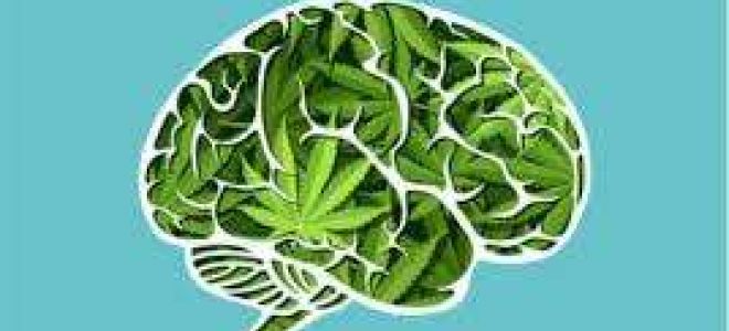 cannabis cancer cerveau