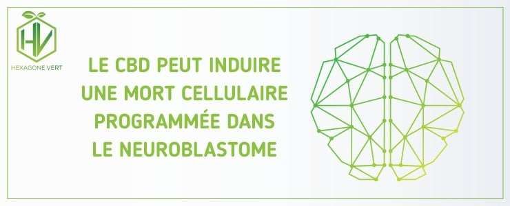 Le CBD peut induire une mort cellulaire programmée dans le neuroblastome