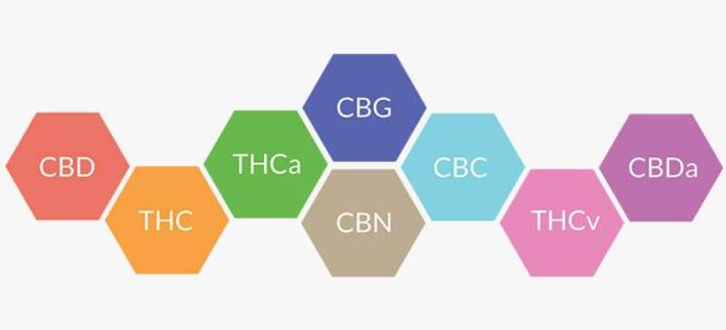 Le CBD : isolé ou en spectre complet ?