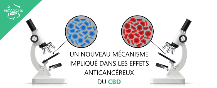 Un nouveau mécanisme impliqué dans les effets anticancéreux du CBD
