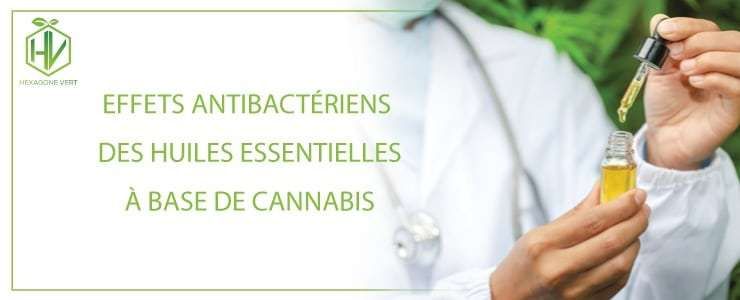 Effets antibactériens des huiles essentielles à base de cannabis