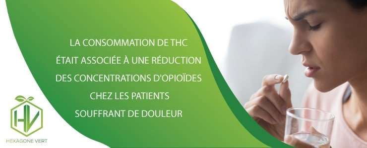 cannabis opioides