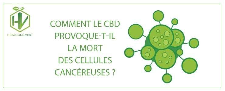 Etude comment le cbd provoque t il la mort des cellules cancereuses 1 1