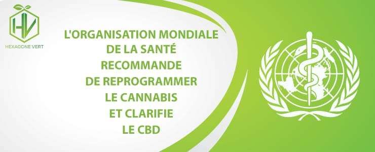L'OMS recommande de reprogrammer le Cannabis et clarifie le CBD