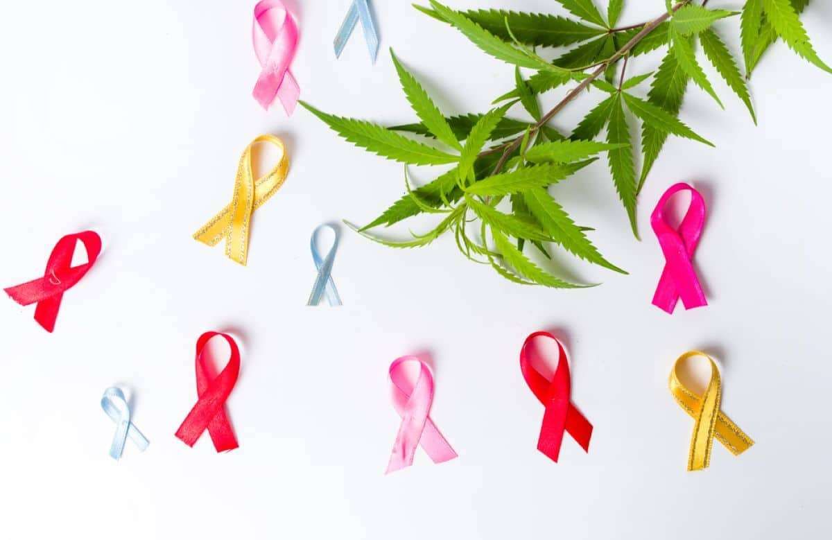 cannabis médical cancer