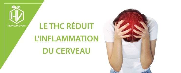 THC inflammation
