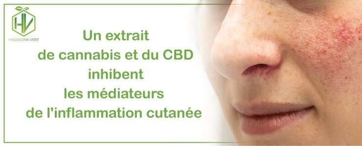 Un extrait de cannabis inhibe l'inflammation cutanée