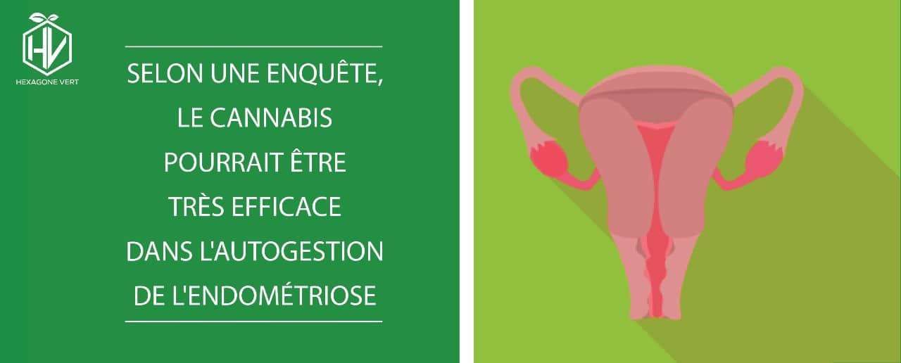 Selon une enquête, le cannabis pourrait être très efficace dans l'autogestion de l'endométriose