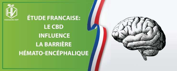Etude francaise 2019 le cbd influence la barriere hemato encephalique 2