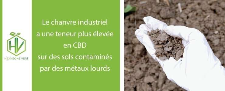 Taux de CBD et chanvre
