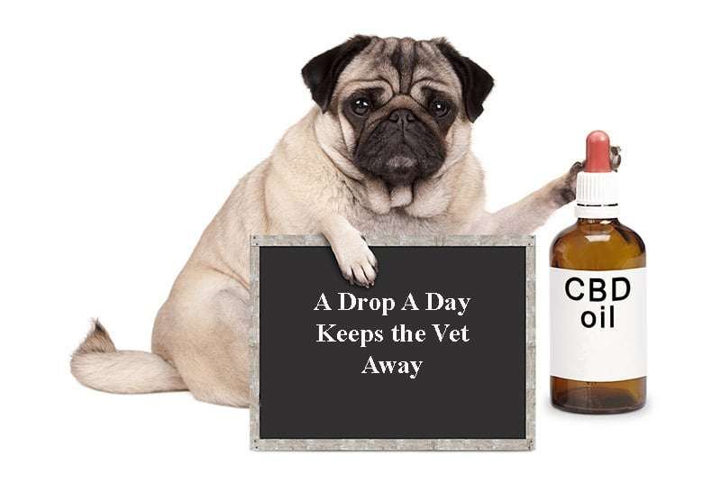 Le CBD pour les animaux