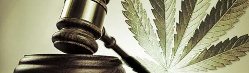 Régulation du CBD par la MILDECA : avis et réflexion