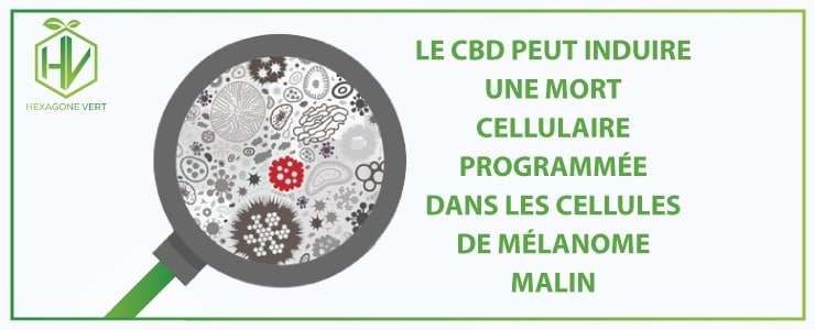 Le CBD peut induire une mort cellulaire programmée dans les cellules de mélanome malin