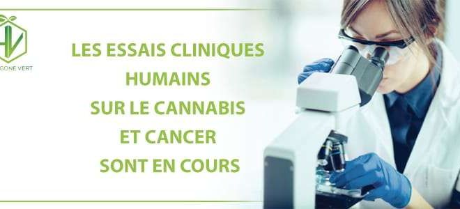 Les essais cliniques humains sur le cannabis et le cancer sont en cours