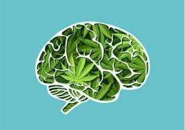 cannabis cancer cerveau
