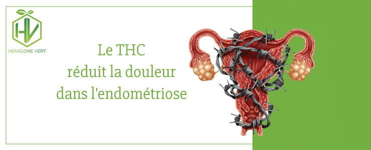 thc endométriose