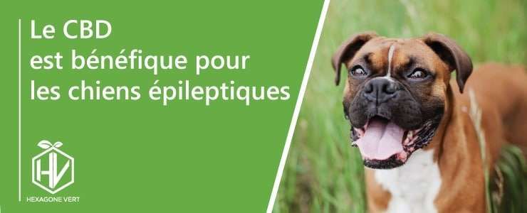 Le CBD est bénéfique pour les chiens épileptiques