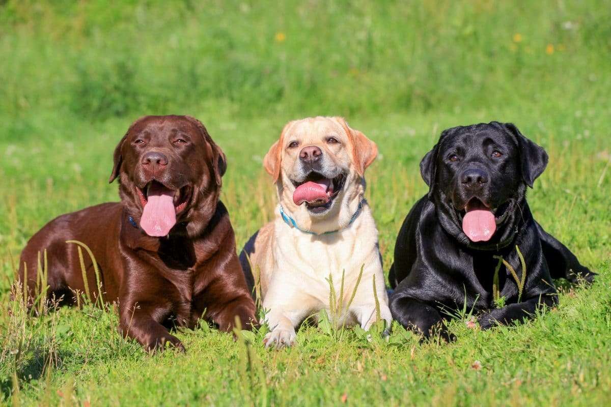 Cbd oil for dogs 1200x800 1