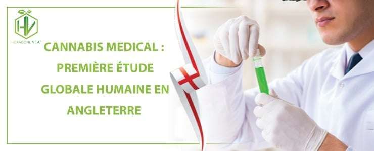 Cannabis médical : première étude humaine en Angleterre