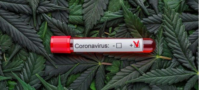 cbd traitement coronavirus