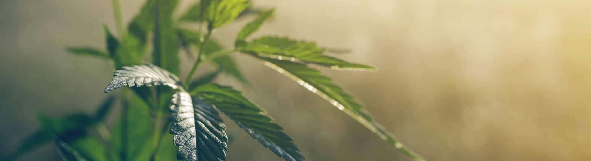 CBD : stop aux abus !