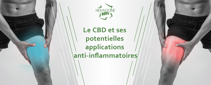 Le CBD et ses potentielles applications anti-inflammatoires