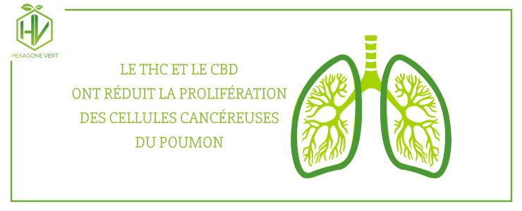 thc cbd cancer poumon